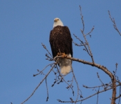 20140316 Eagle 024